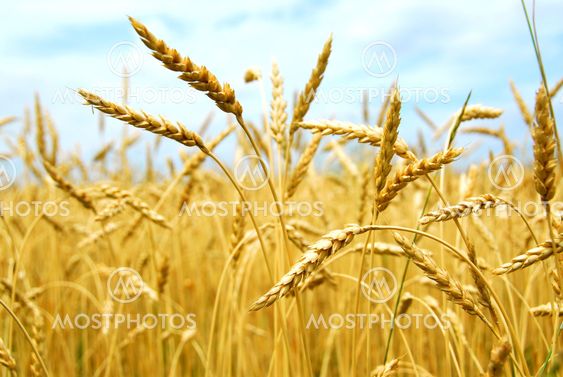 Grain field