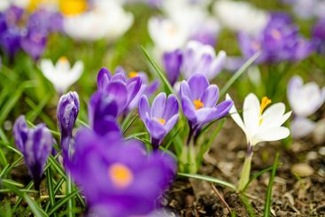 Blooming crocus flowers in the park. Spring landscape.