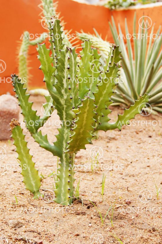 Cactus
