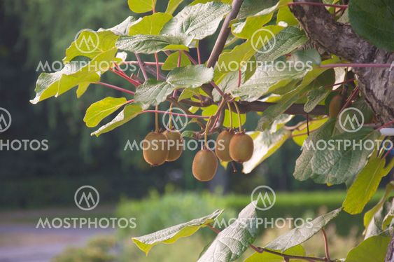 A bunch of kiwis ripening in a garden in Switzerland