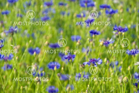Kornblume - Cornflower 03