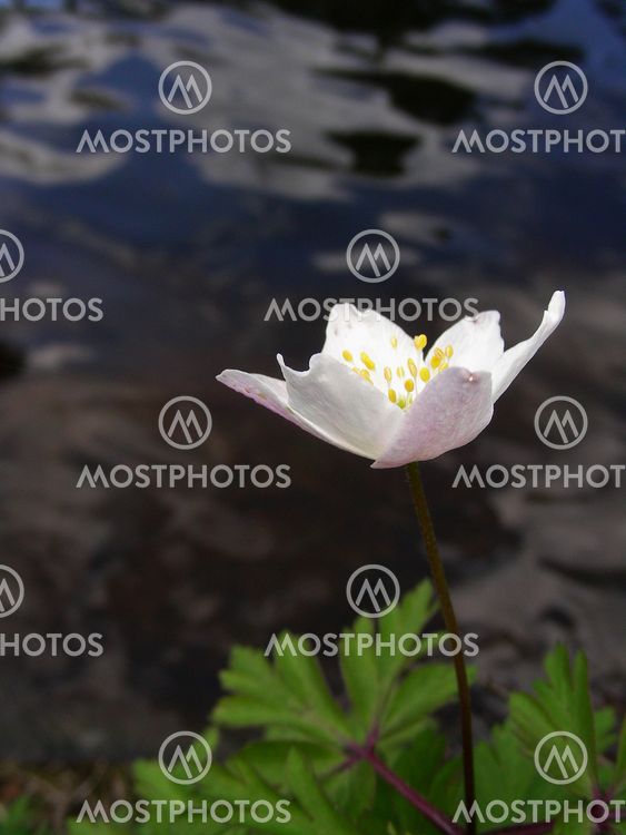 Vitsippa vid vattnet.Wood anemone