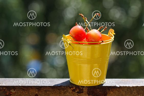 Yellow bucket of sour pie cherries