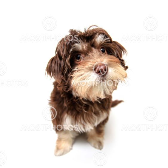 Chocolate brown puppy isolated on white background.