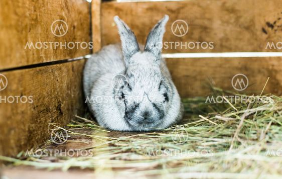 gray rabbit