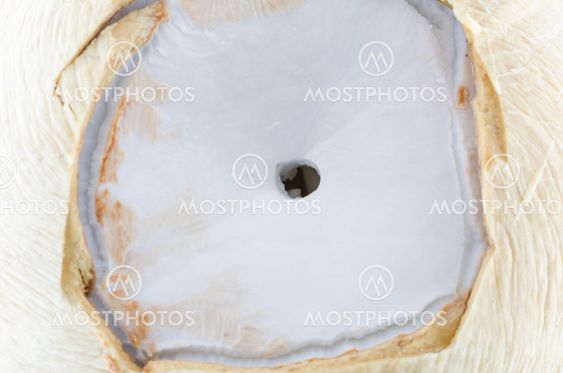 Coconut
