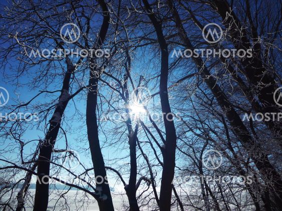 Sonne durch Bäume