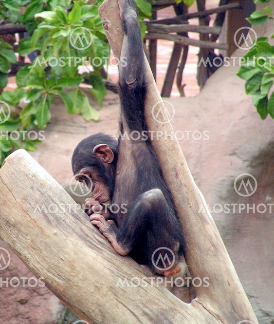 Chimpanzee