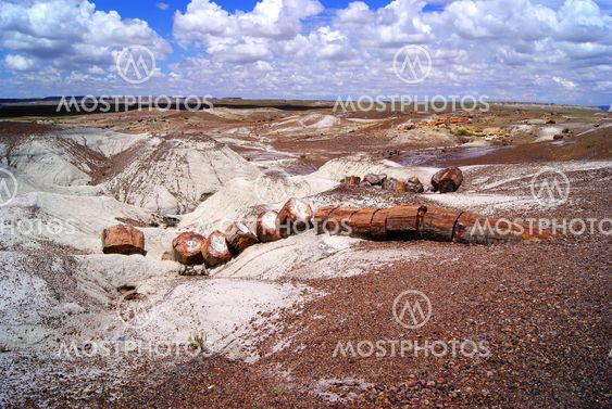 Petrified Forest