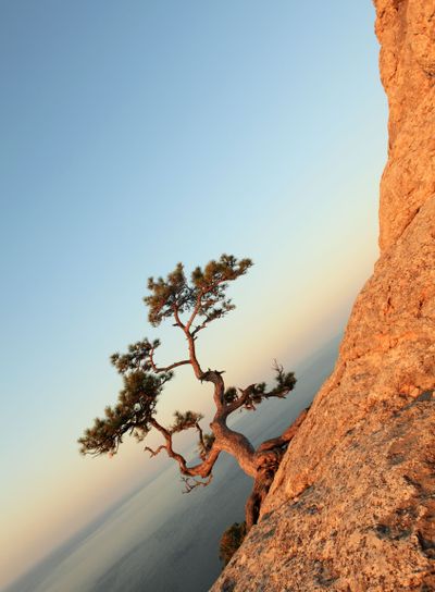 Sunrise. Lonely juniper tree on rock on sea background