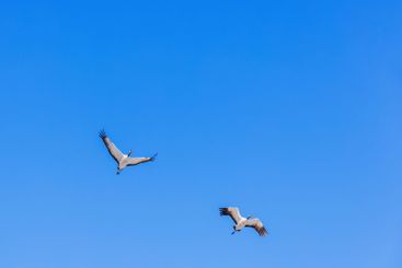 Beautiful flying cranes on a blue sky