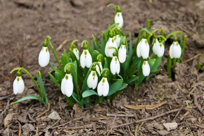 White snowdrop flowers (Galanthus nivalis) on early spring