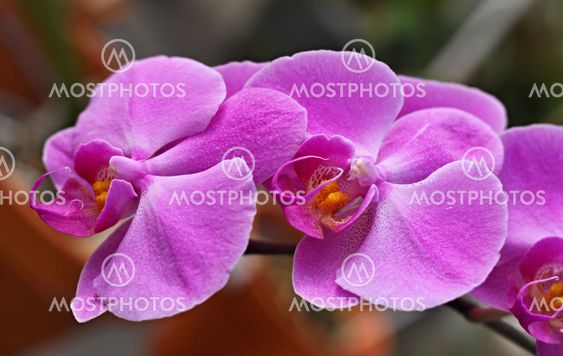 Detail of beautiful purple orchid - phalaenopsis