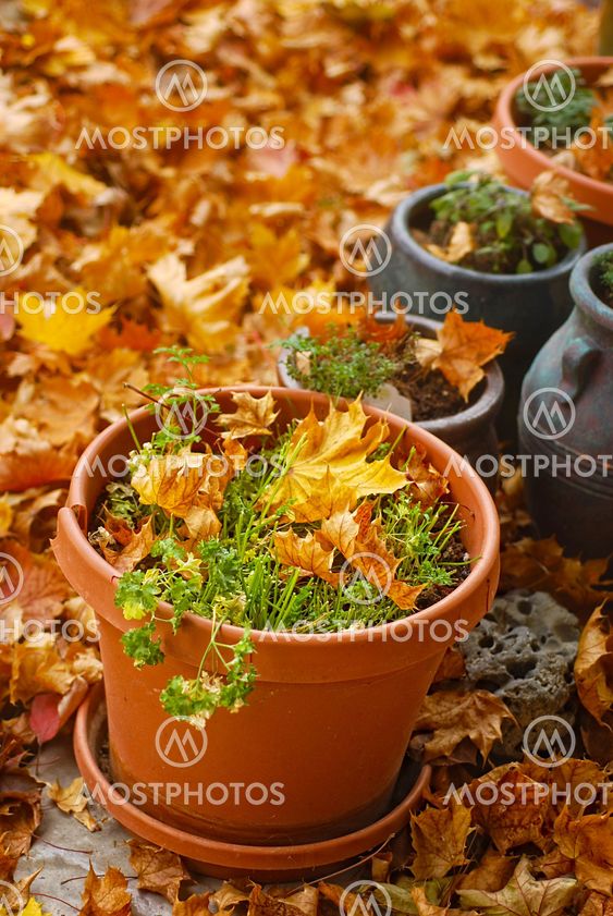 Harvested Herbs in Autumn
