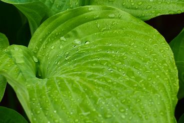 Closeup, nature and leaf of lily with rain for garden,...