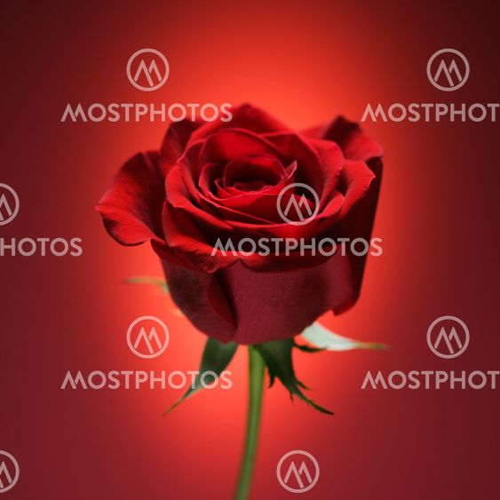 Red rose on red.