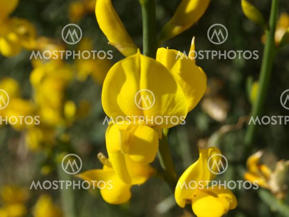 Yellow flowers