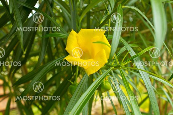 Yellow oleander Flower