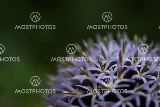 small flowers in a big flower