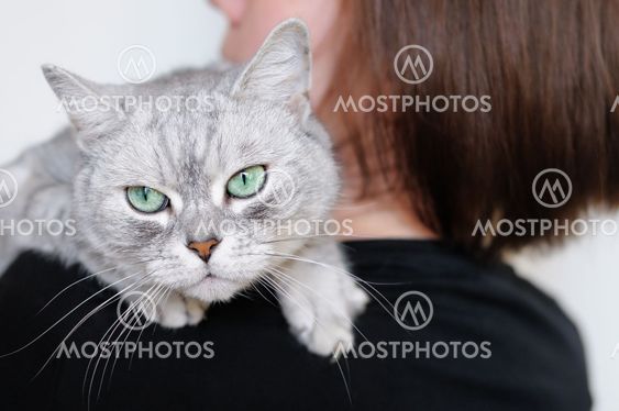 Beautiful grey cat