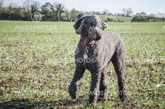 Standard Poodle in Large Field
