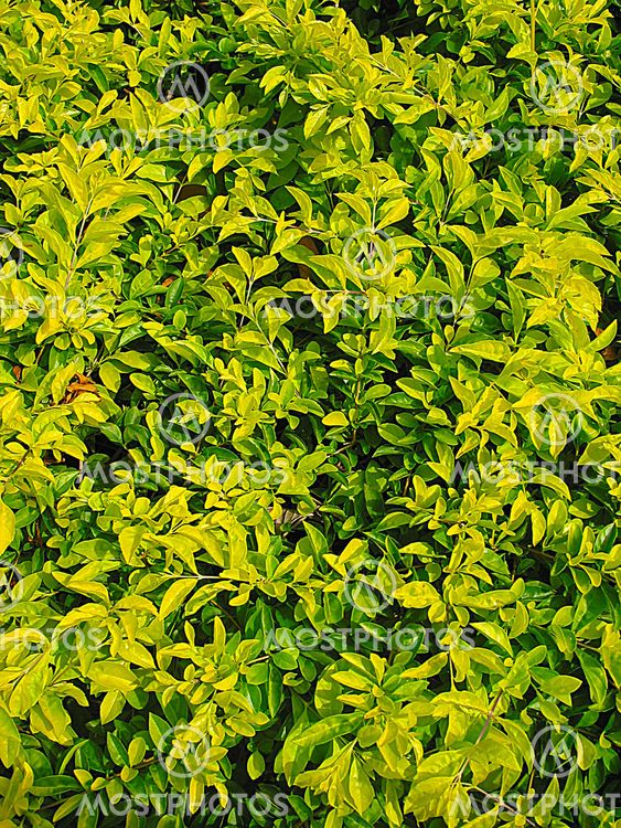 leaves background