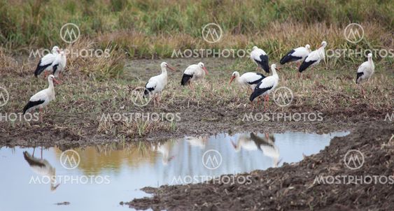 Storks in Salburua, Vitoria, Alava, Spain