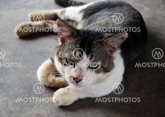 Warrior Cat