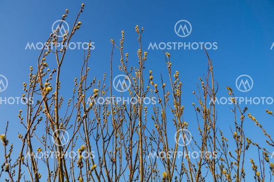 Blooming willow