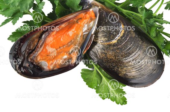 fresh mussel isolated on white background