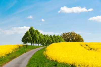 Country road along blooming rape fields in Western...
