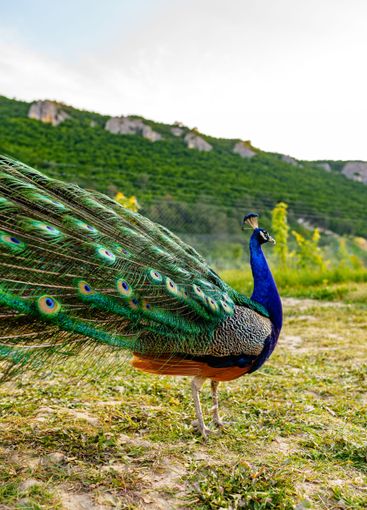 A vibrant peacock displaying its colorful feathers in a...