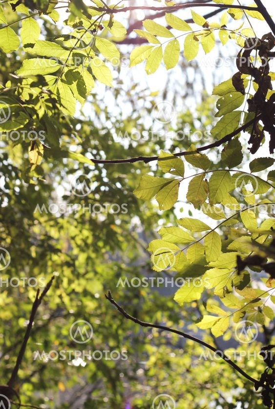 Abstract of leaves and branches in the forest