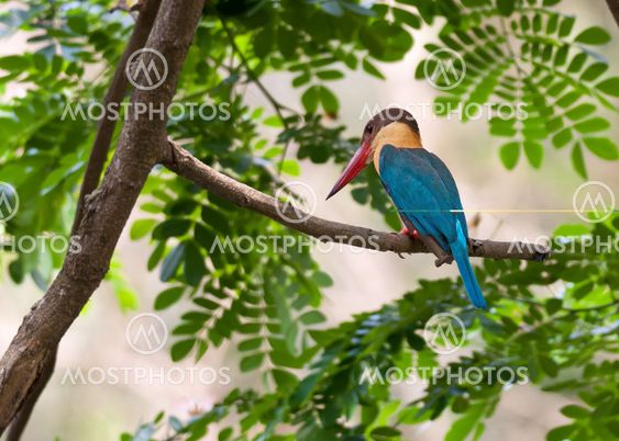 bird,Stork-billed Kingfisher,perched,tree branch,waiting patiently