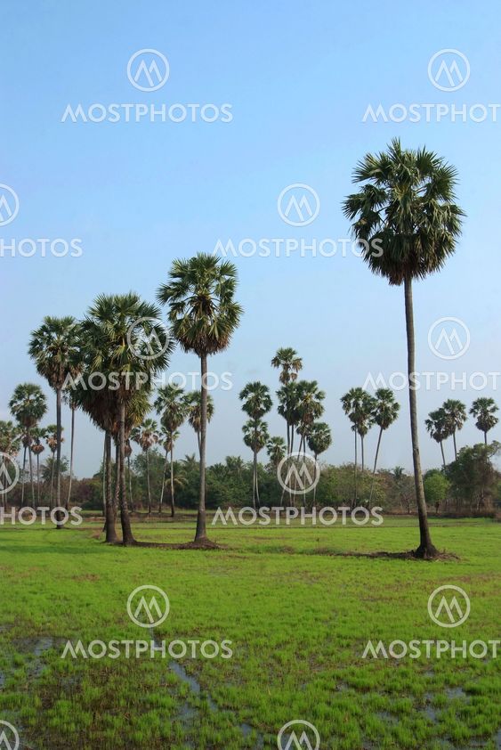 Sugar palm tree in rice field