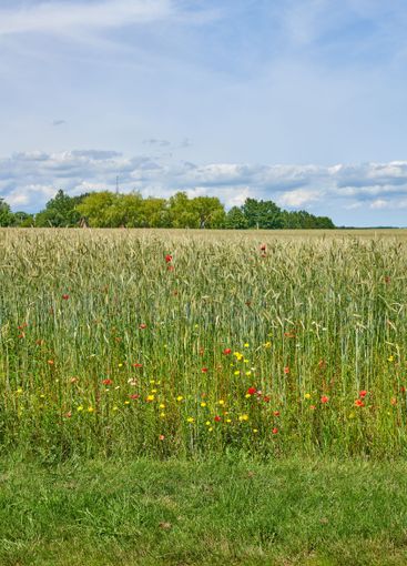 Field, flowers and grain in nature outdoor for blooming,...