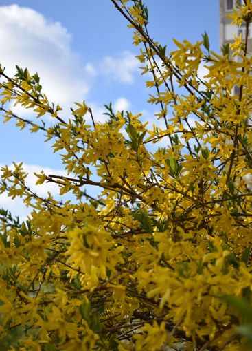 Forsythia flowers in sunny day. Nature soft selective...
