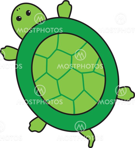 Turtle Illustration