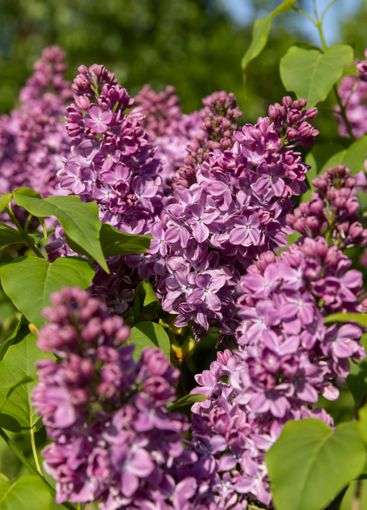 beautiful blooming red lilac bushes