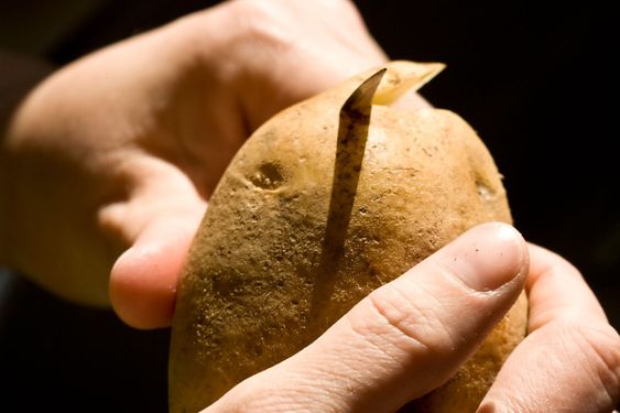 potatis