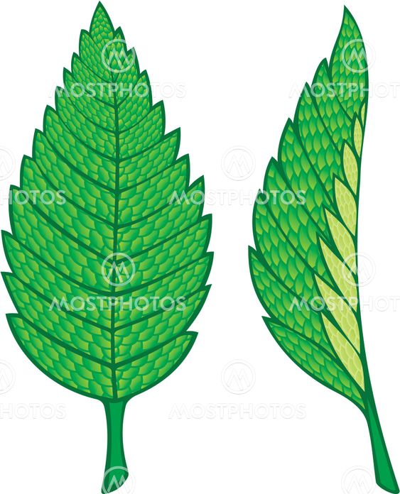 Mint leaves