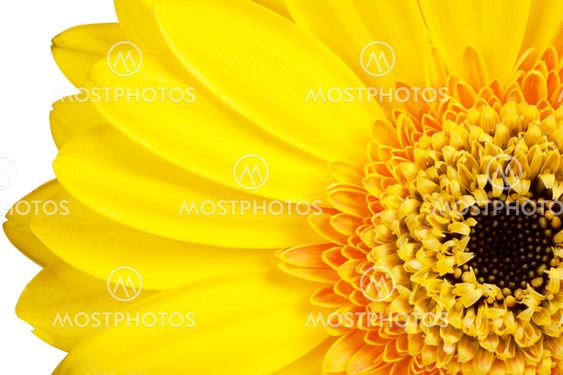Petals