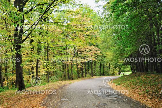 Autumn road