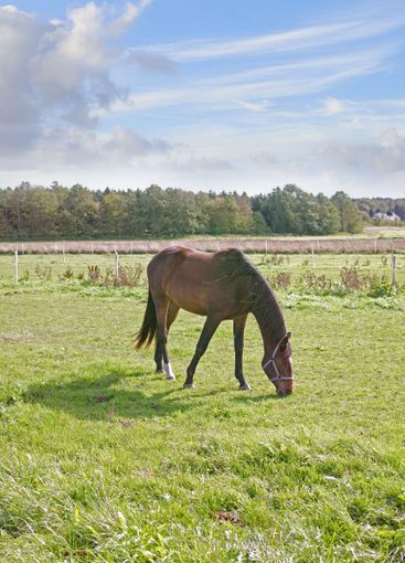Countryside, eating grass and horse at farm ranch for...
