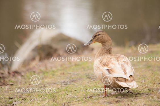The Blonde Mallard