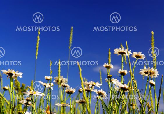 Summer meadow