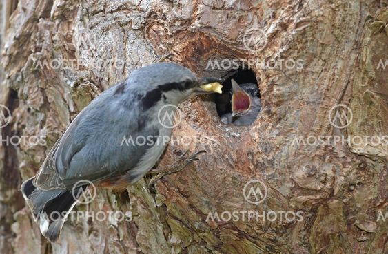 feeding
