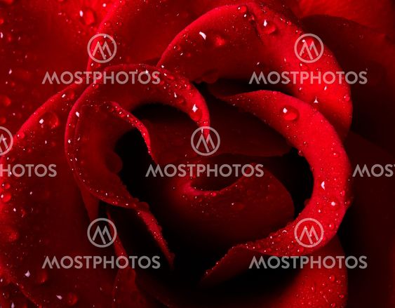 Red rose
