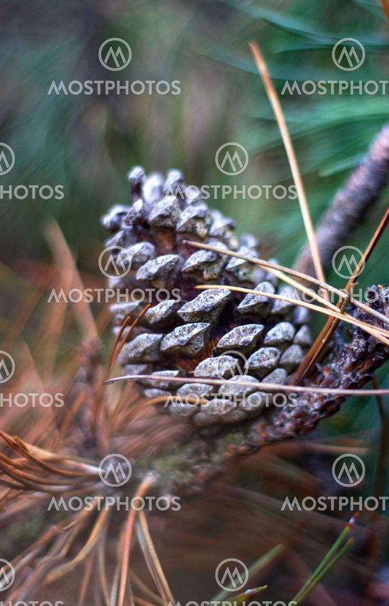 Close up of branches, needles and pine cone