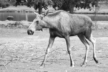 Moose, in black and white, on a meadow in Scandinavia....